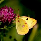 colias alfacariensis