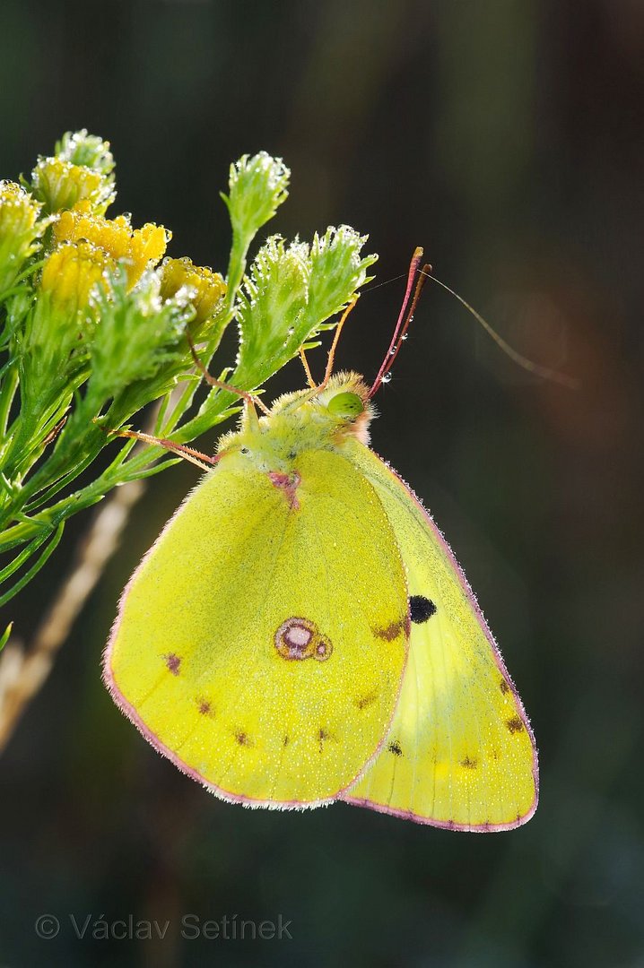 Colias alfacariensis