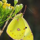 Colias alfacariensis