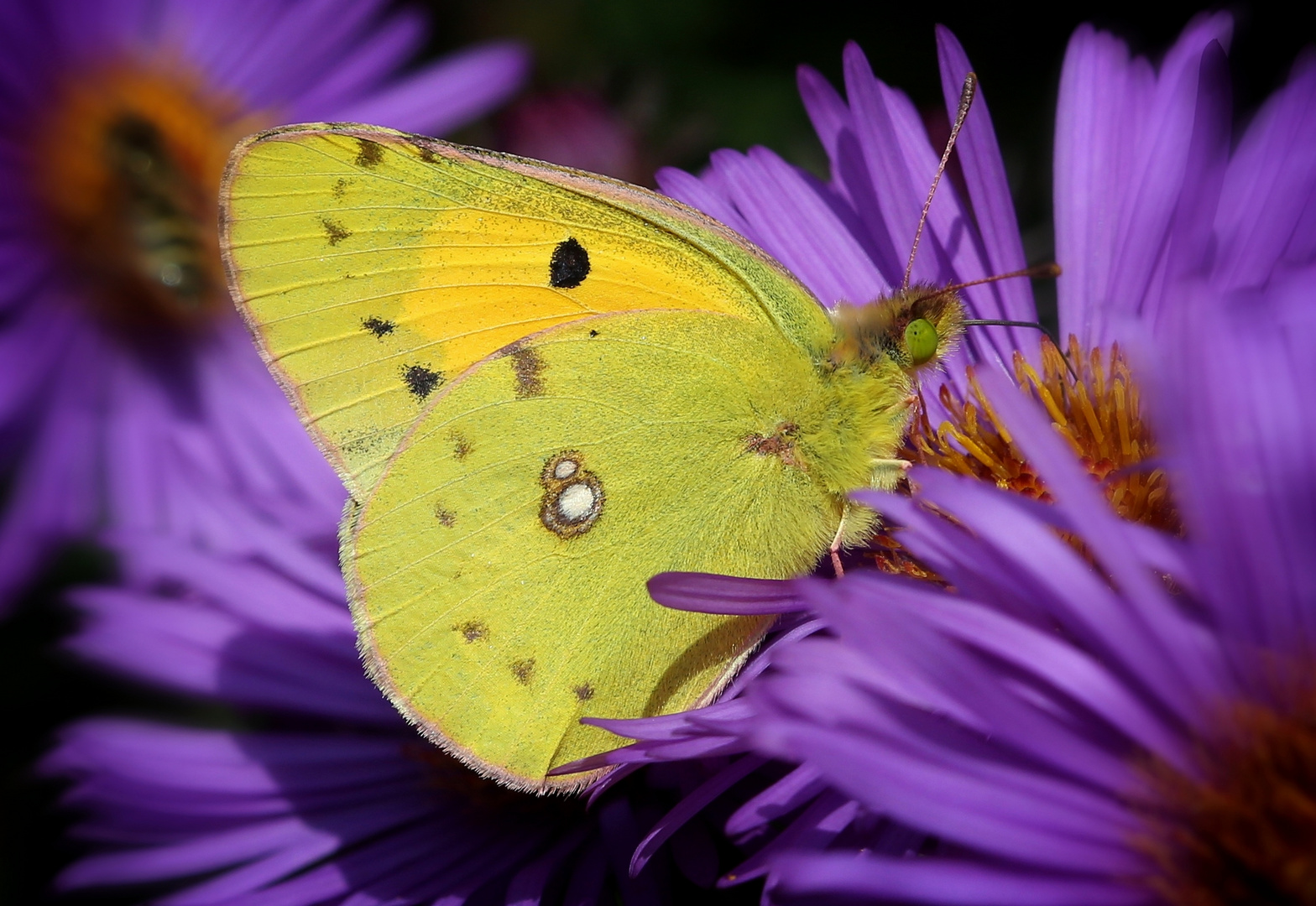 Colias auf Aster