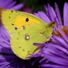 Colias auf Aster