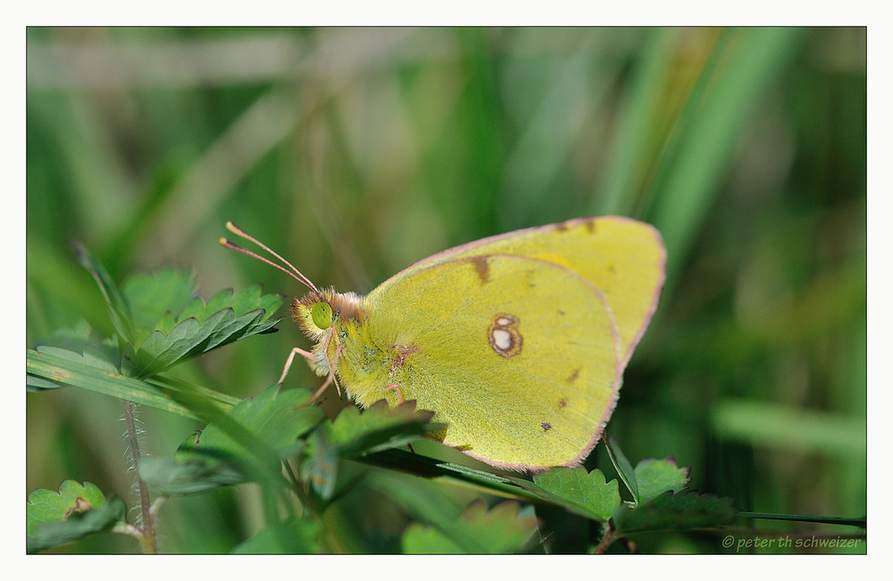 colias crocea