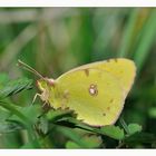 colias crocea