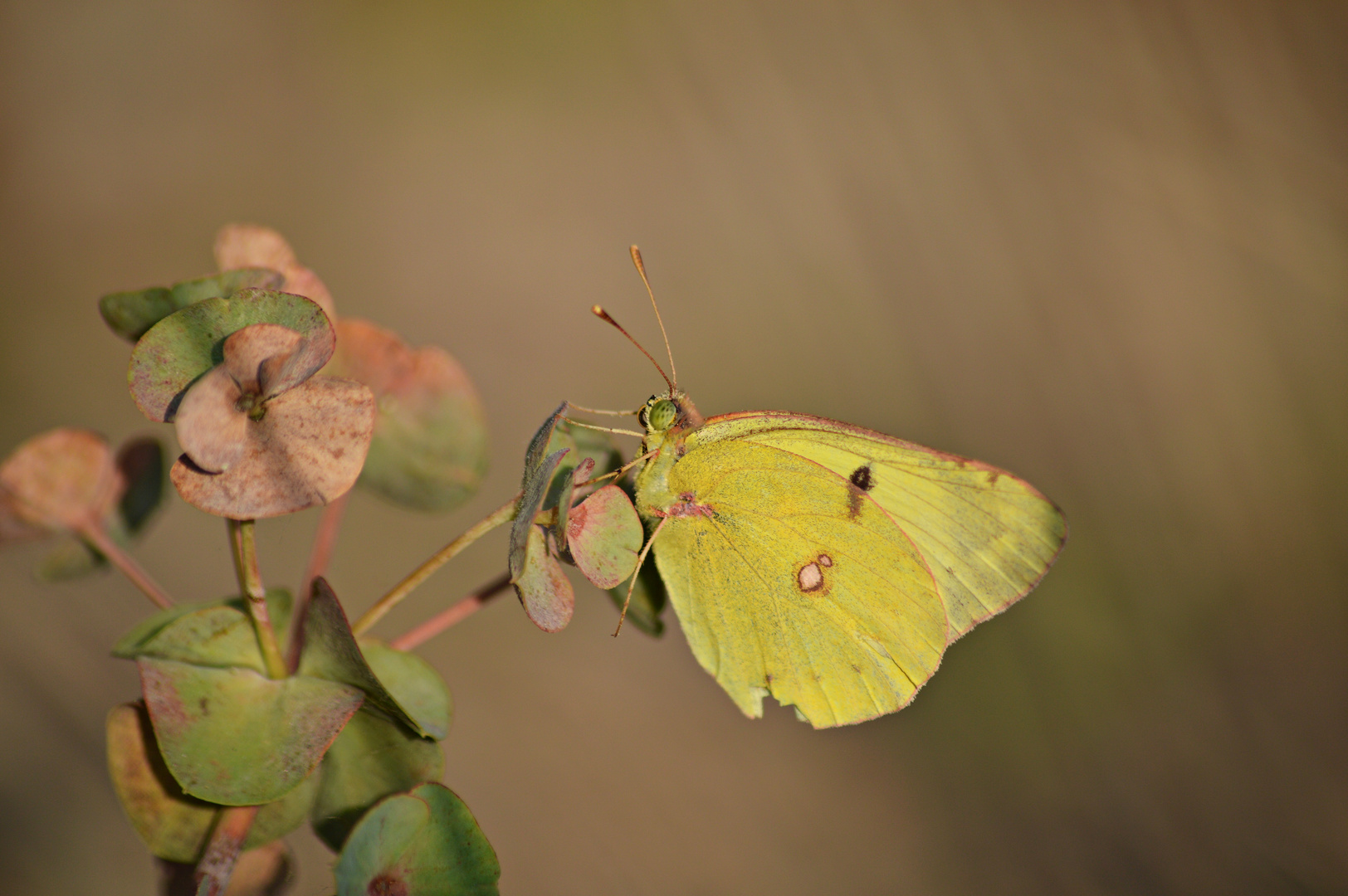 Colias Crocea