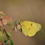 Colias Crocea