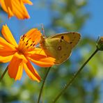 Colias Crocea