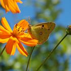 Colias Crocea