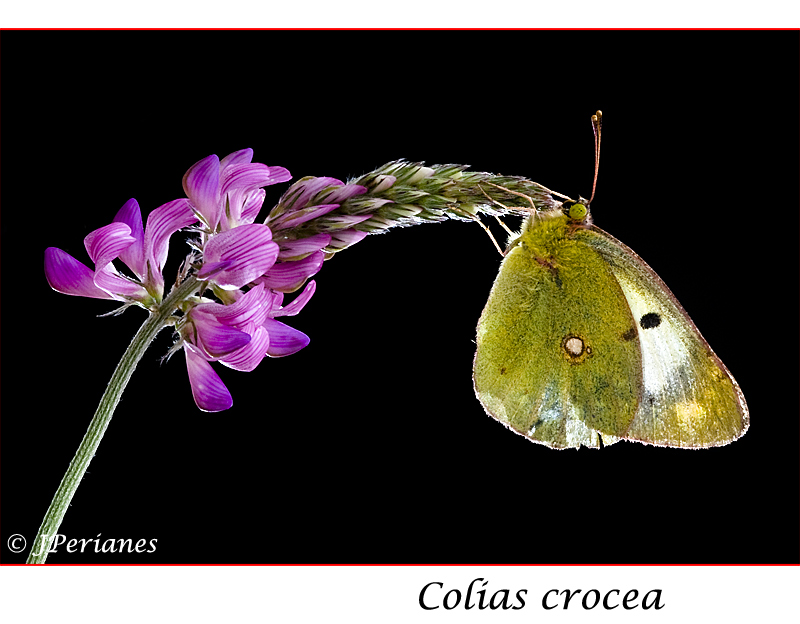 Colias Crocea