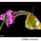 Colias Crocea