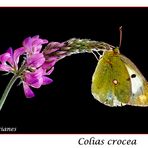 Colias Crocea