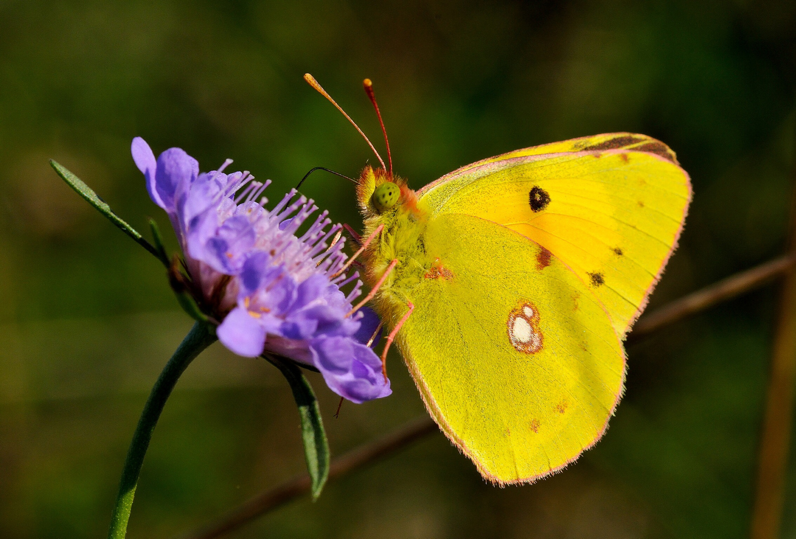 Colias crocea