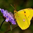 Colias crocea