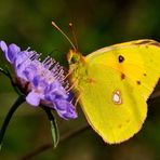 Colias crocea