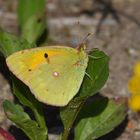 Colias crocea