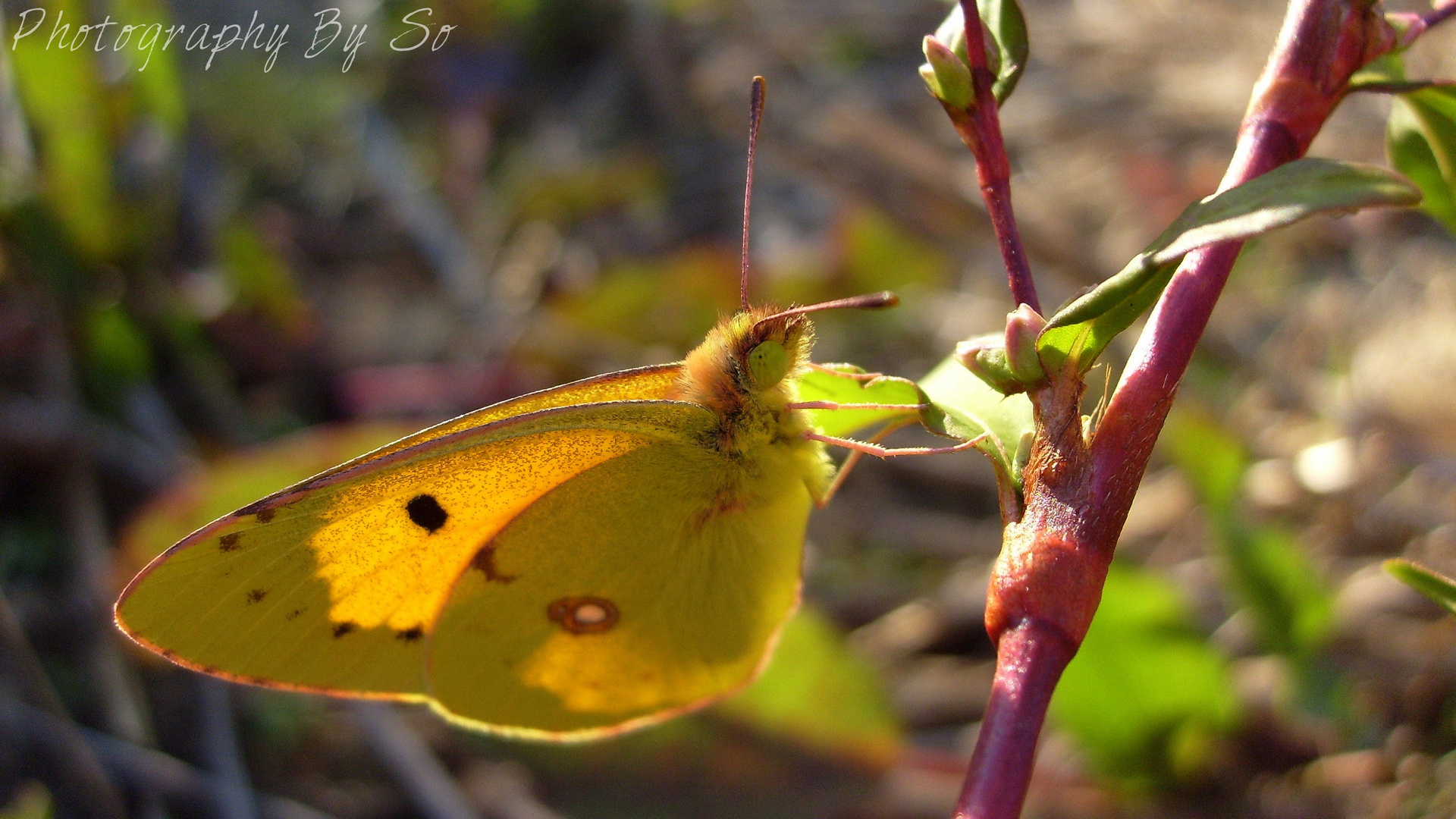 Colias crocea