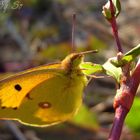 Colias crocea