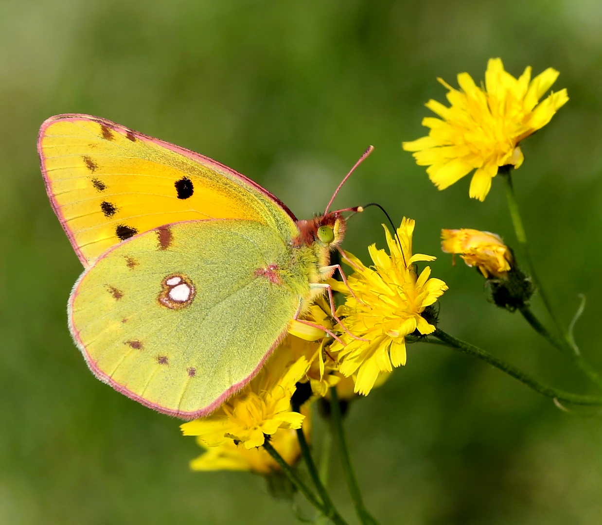 Colias crocea Foto & Bild tiere, wildlife, schmetterlinge Bilder auf