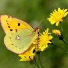 Colias crocea