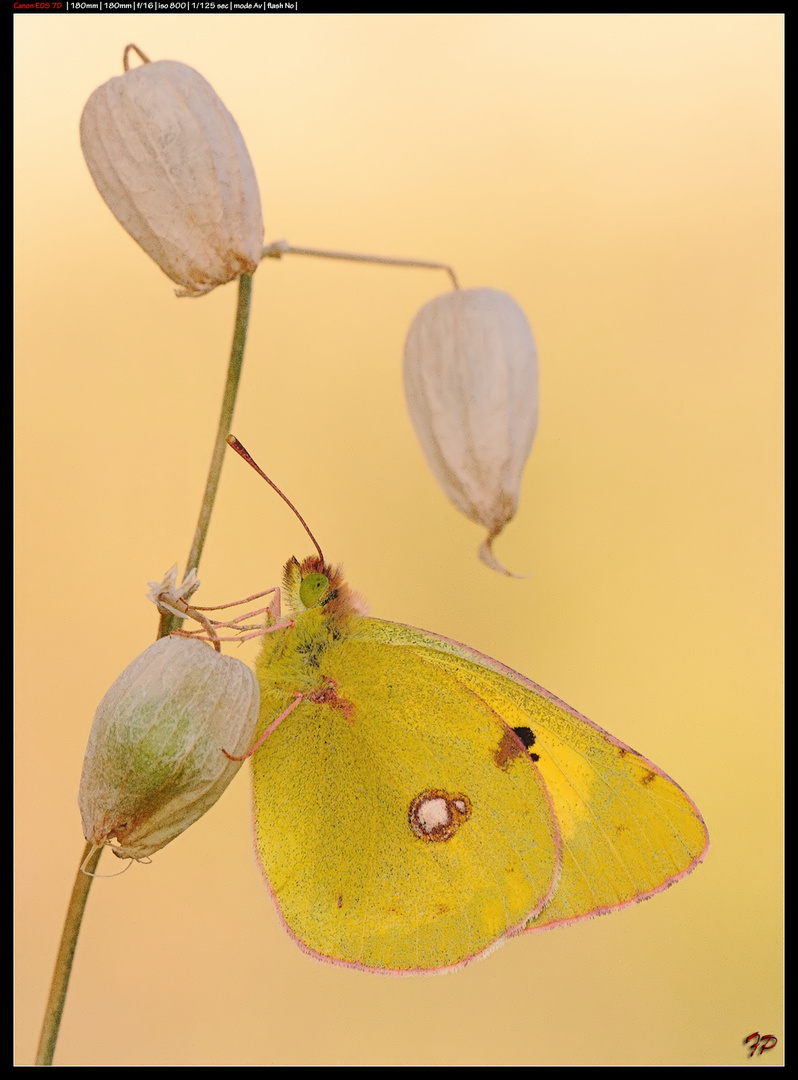 Colias Crocea