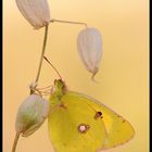 Colias Crocea