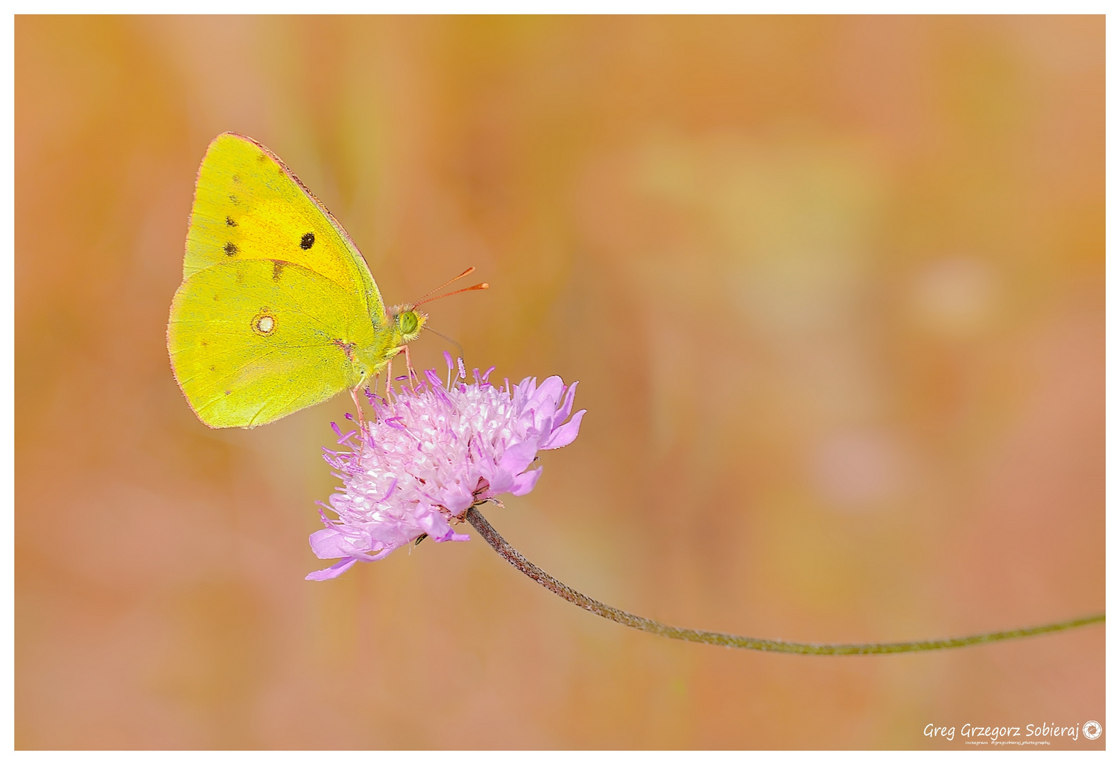 Colias crocea.