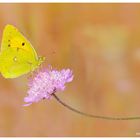 Colias crocea.