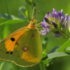 Colias crocea