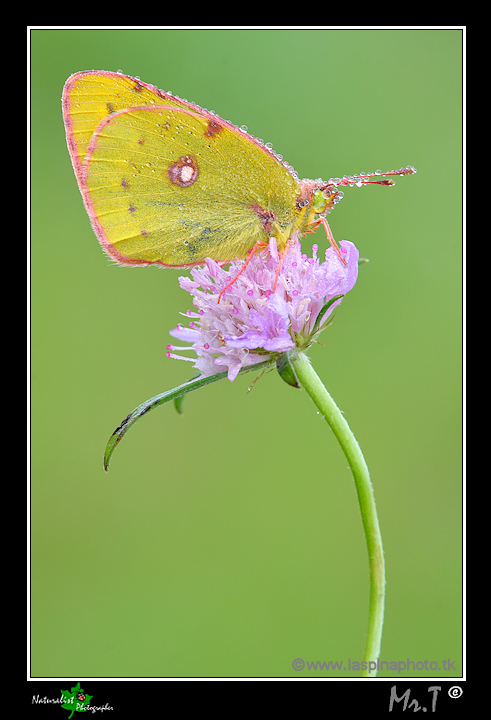 ...Colias crocea...