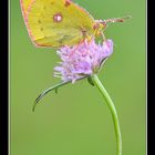 ...Colias crocea...