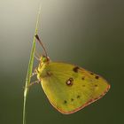 Colias crocea