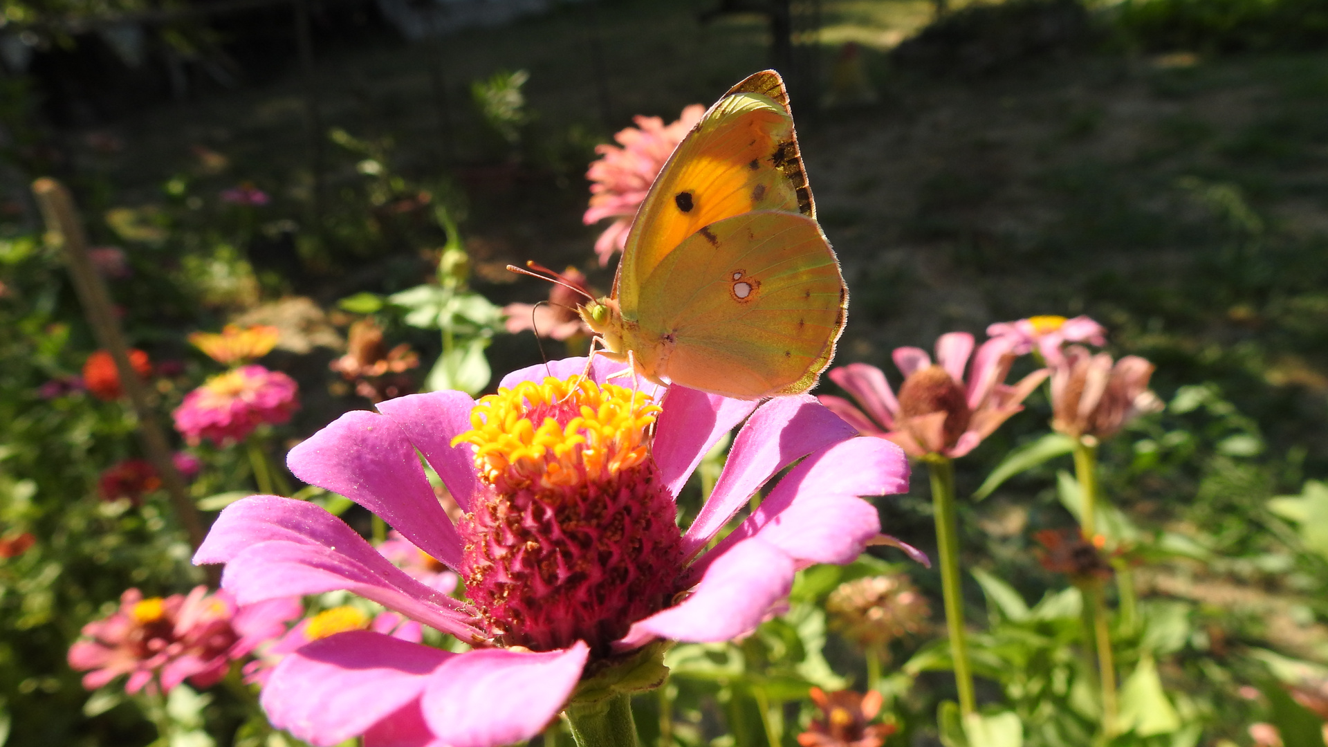 COLIAS CROCEA BUTTERFLY