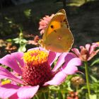 COLIAS CROCEA BUTTERFLY