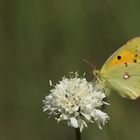 Colias crocea » Clouded Yellow