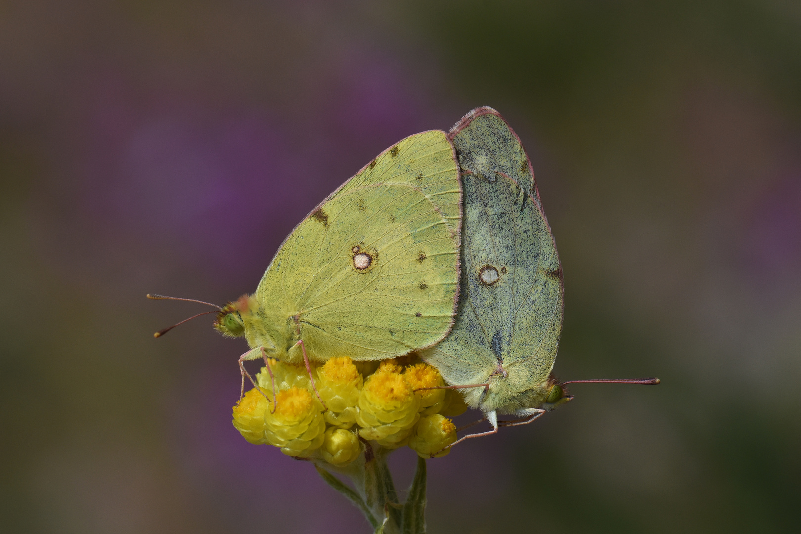 Colias crocea , Clouded Yellow