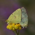 Colias crocea , Clouded Yellow