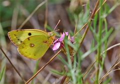 Colias crocea