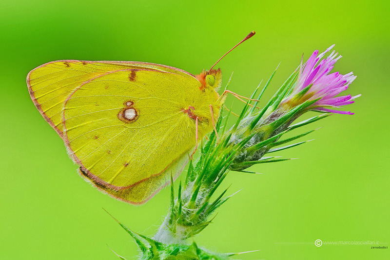 Colias crocea (Fourcroy, 1785)