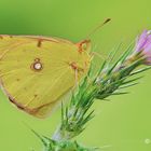 Colias crocea (Fourcroy, 1785)