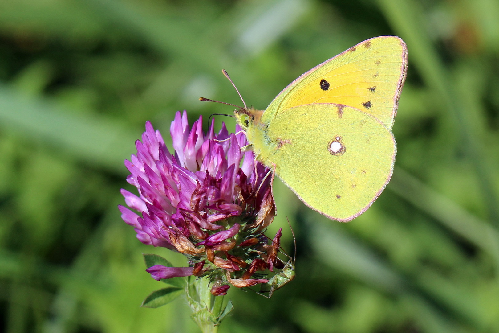 Colias croceus