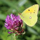 Colias croceus