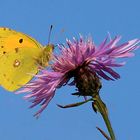 Colias croceus