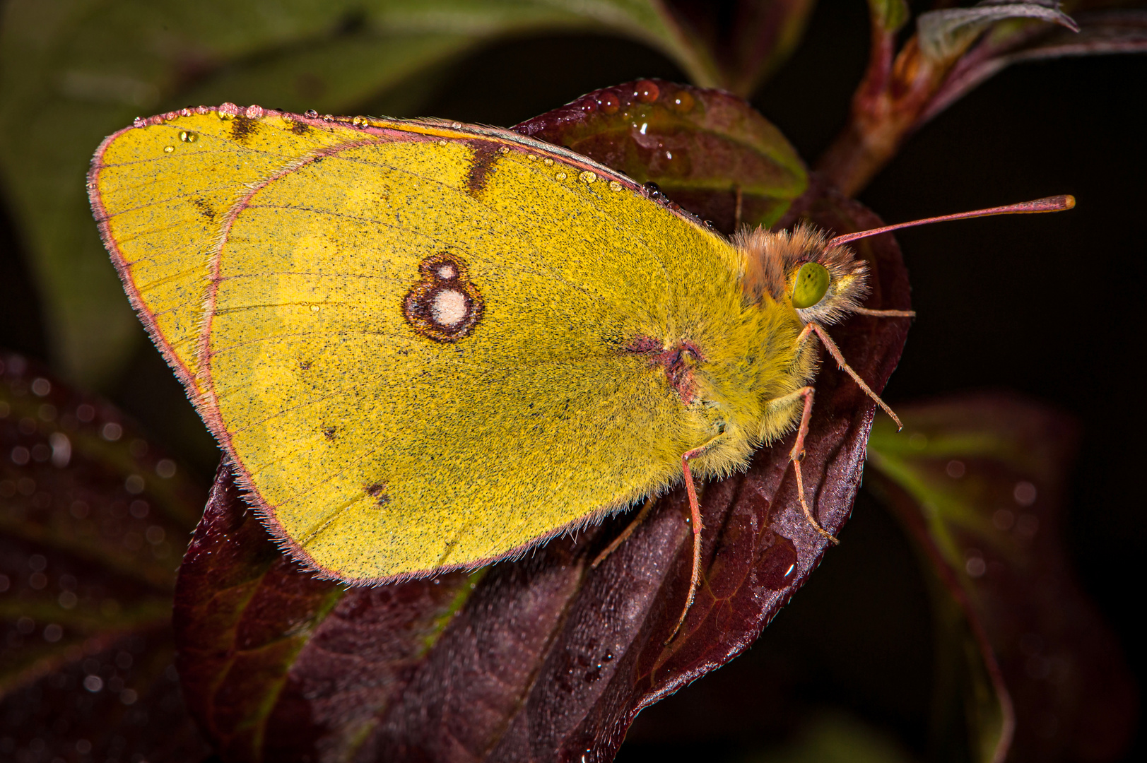 Colias croceus