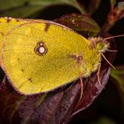 Colias croceus