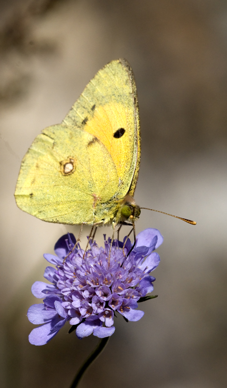 COLIAS CROCEUS