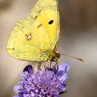 COLIAS CROCEUS