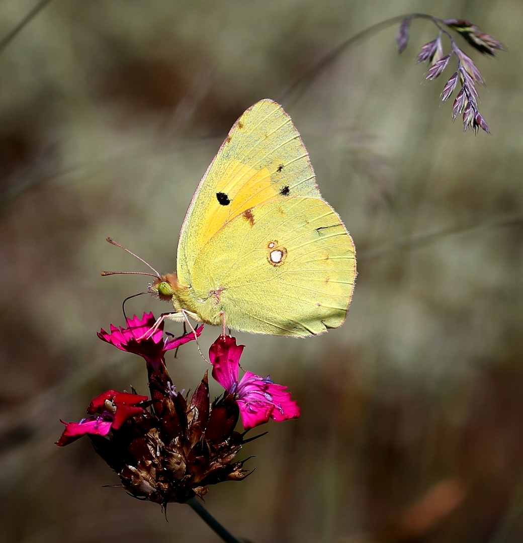 Colias croceus