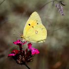 Colias croceus