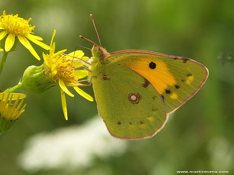 Colias croceus