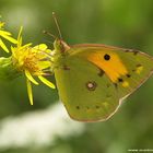 Colias croceus