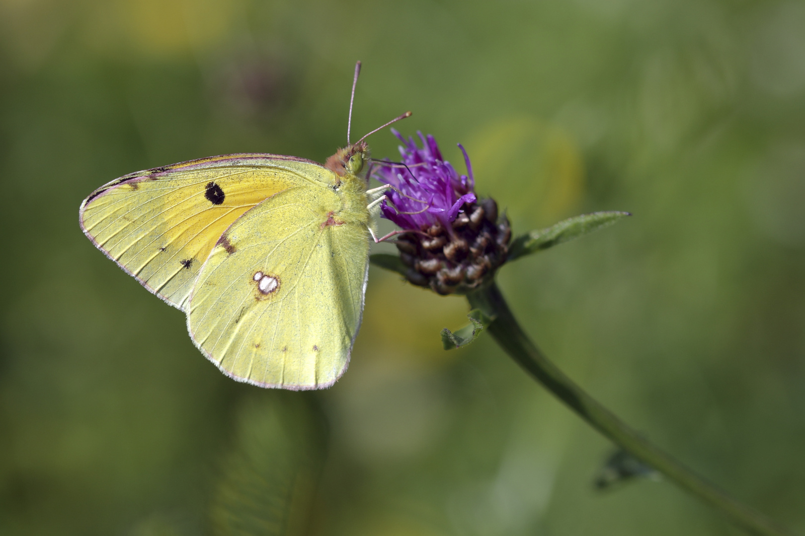 Colias croceus 